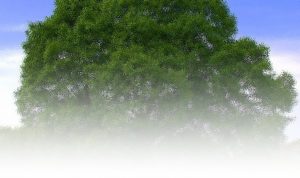 Tajemnicze drzewo ‘wyrośnie’ tuż przy starostwie w Płocku