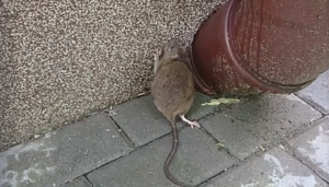 Szczury na płockich ulicach. Deratyzacja potrzebna od zaraz