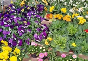 Sadzonki kwiatów, soczyste nowalijki… Wiosna na targowisku przy ul. Rembielińskiego [FOTO]