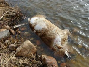 Wyznaczono nagrodę za pomoc w odnalezieniu zwyrodnialca, który utopił psa