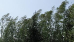 Meteorolodzy ostrzegają. Silny wiatr w Płocku i powiecie płockim