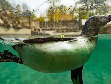 Wielki powrót do płockiego zoo. Pingwiny znów wesoło pluszczą się w swoim basenie… [FOTO]