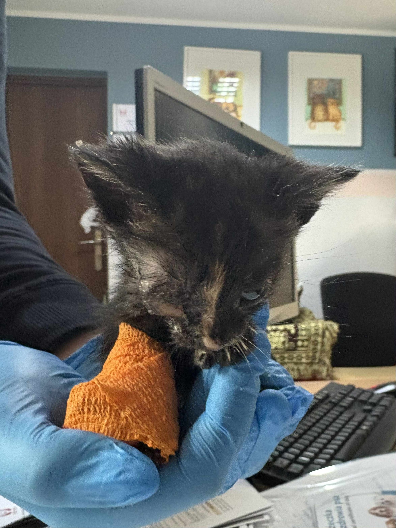 „To jedno z najtrudniejszych „nie”, jakie musieliśmy dziś powiedzieć”. W schronisku dla zwierząt brakuje już miejsca, aby ratować kolejne koty