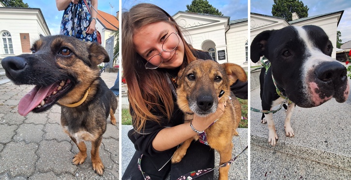 Psi nalot na kino. Będą tam czekać właśnie na Was!
