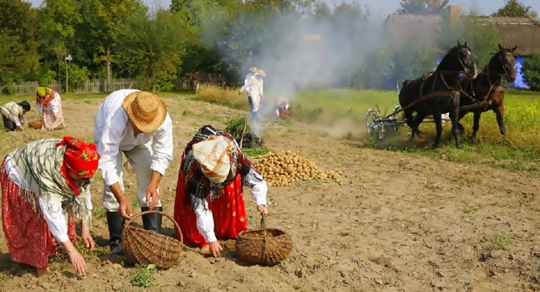 Wykopki ziemniaków to nie była lekka praca. W sierpeckim skansenie pokażą, jak to się robiło…