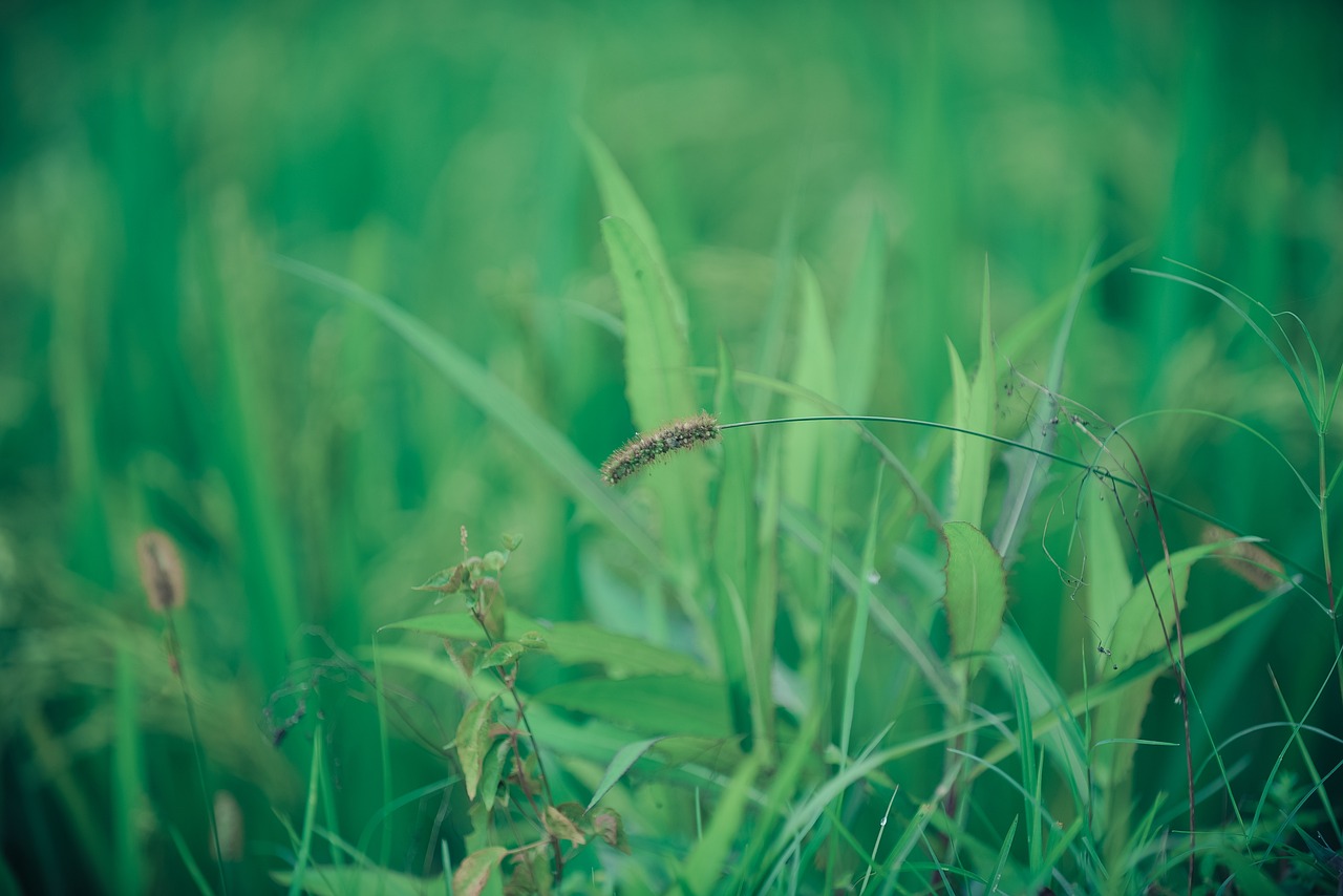 Jeśli macie psa, uważajcie! Na kilku płockich ulicach zapowiedziano opryski