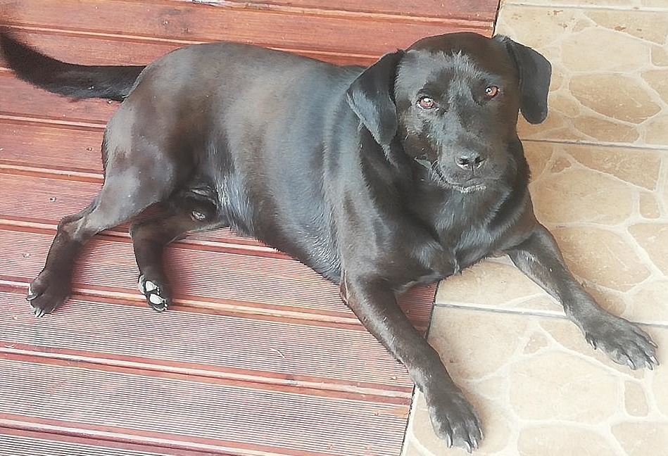 Zły pies, dobry pies. Odpowiedzialność za czworonoga zawsze ponosi właściciel. Policjant wyjaśnia i apeluje…