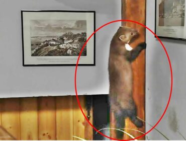 Strażnicy miejscy z Płocka znów pomogli zwierzęciu. Tym razem była to kuna, która próbowała się zadomowić w jednej z kamienic