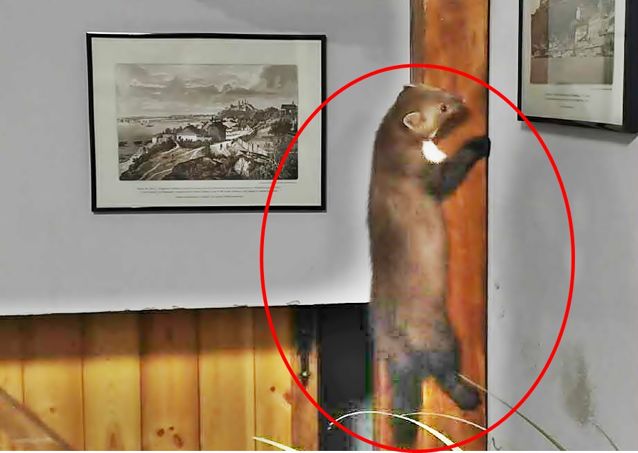 Strażnicy miejscy z Płocka znów pomogli zwierzęciu. Tym razem była to kuna, która próbowała się zadomowić w jednej z kamienic