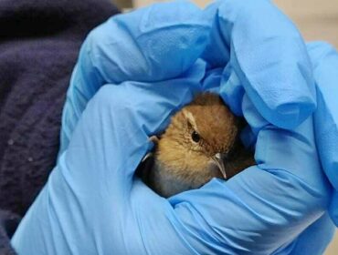 Wpadł do magazynu i pewnie o coś uderzył. Reakcja pracownika rozczula. Strzyżyk uratowany!