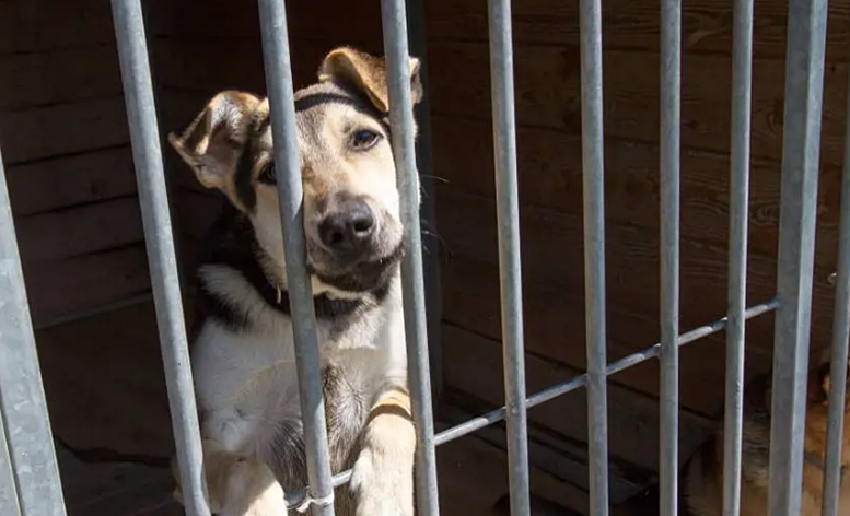 Ruszyły kontrole schronisk dla zwierząt na Mazowszu. Kontrolerzy sprawdzają m.in. warunki bytowe