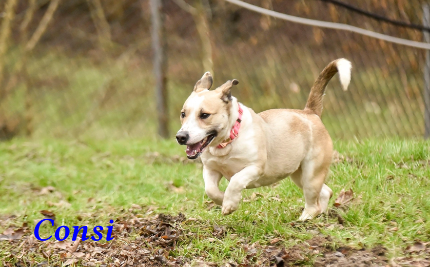 Ważny i obiektywny głos wolontariusza ze Schroniska dla Zwierząt w Płocku. Mocny apel do Dody [FOTO]