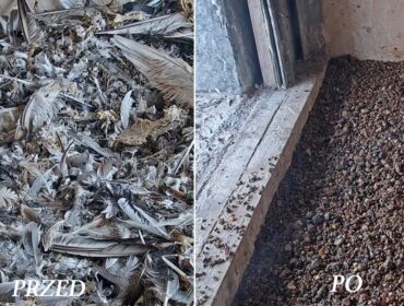 Orlenowskim sokołom wędrownym ułatwiono życie. Tak im wysprzątano budki lęgowe w Płocku, że aż błyszczą