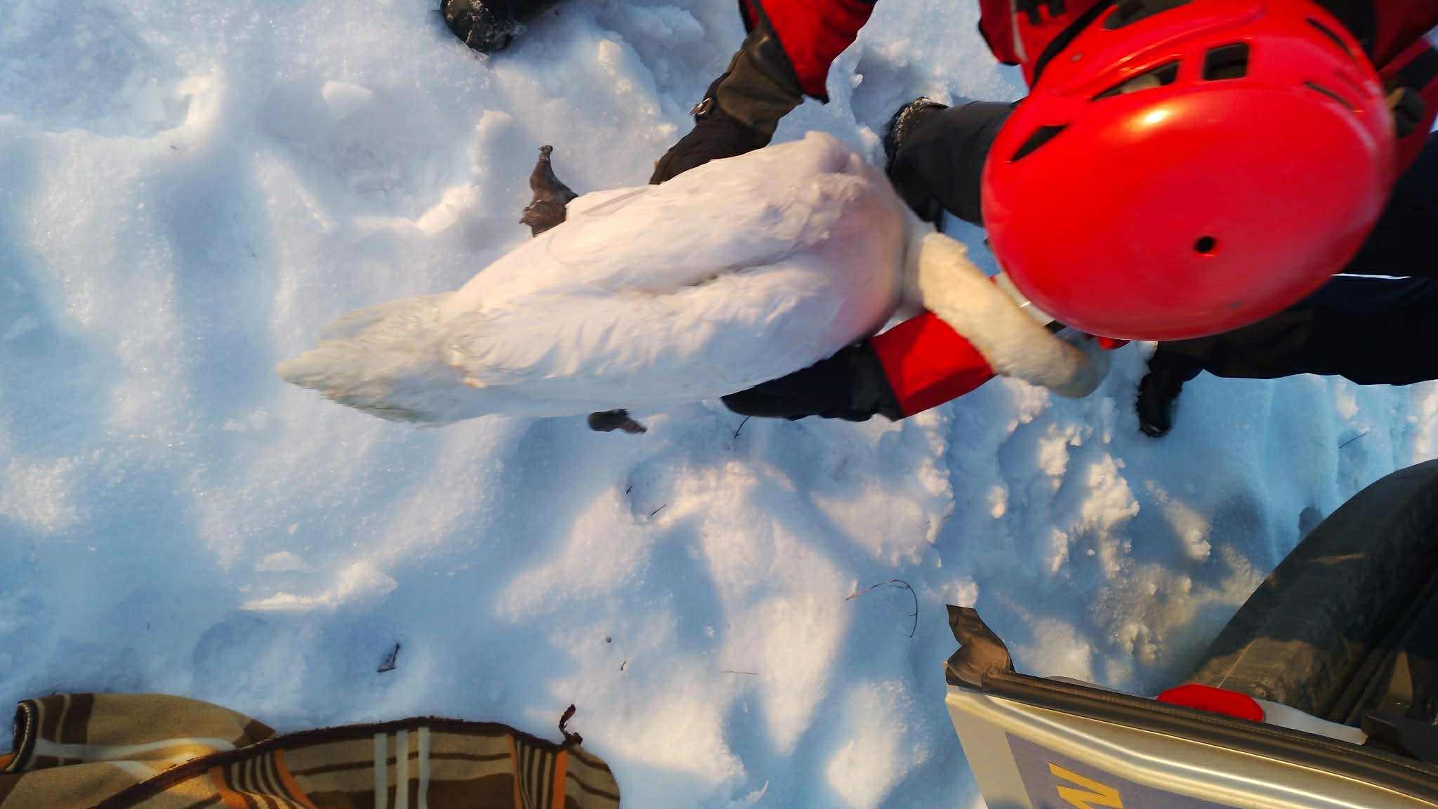 Wyrwany z… sideł mrozu. Uratowany łabędź jest już bezpieczny. Pomogli strażnicy miejscy i strażacy