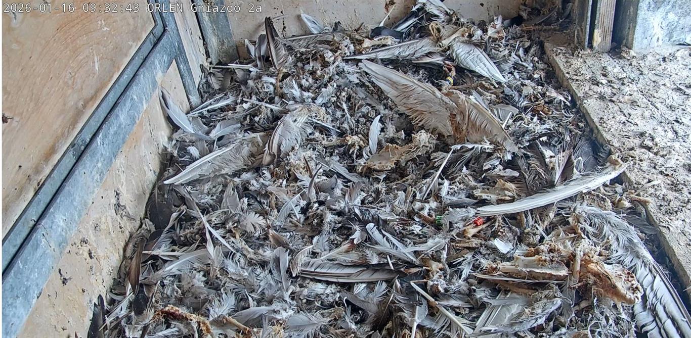 Orlenowskim sokołom wędrownym ułatwiono życie. Tak im wysprzątano budki lęgowe w Płocku, iż aż błyszczą