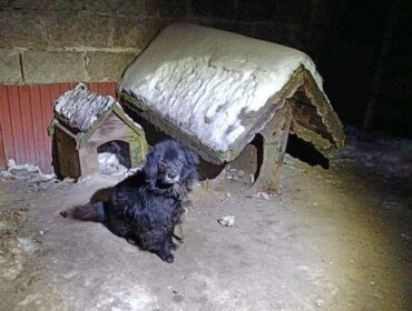 Psinka była uwiązana na krótkim łańcuchu, a w budzie zalegał śnieg. Interwencja płockich strażników miejskich