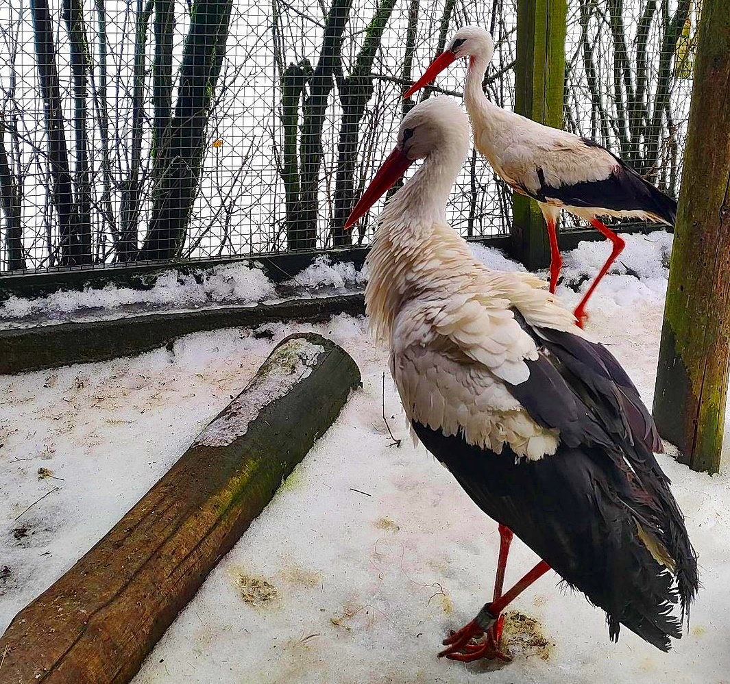 Pomimo srogiej zimy przyroda budzi się do życia. W powiecie mrągowskim mają już boćka, a w płockim mamy przebiśniegi, żonkile… [FOTO]