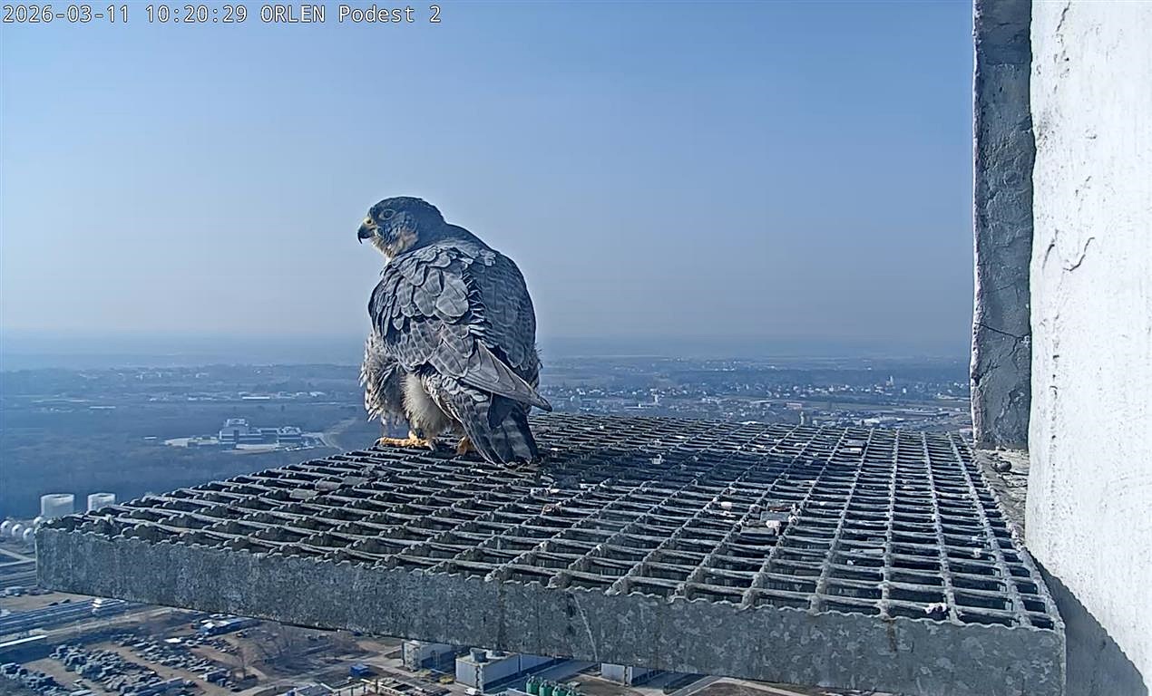 Płockie sokoły będą miały potomstwo. Pod czujnym okiem kamery Werwa złożyła pierwsze jajo [FOTO]