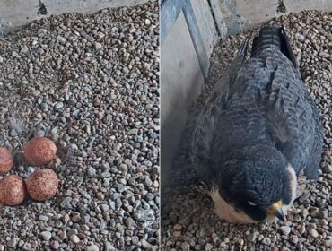 Para płockich sokołów wędrownych będzie rodzicami aż czwórki maluchów. A może nas zaskoczą? Byłaby to anomalia