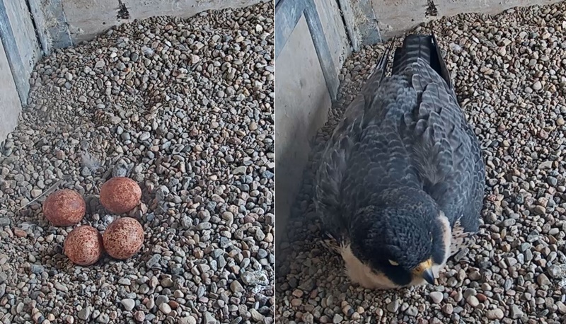 Para płockich sokołów wędrownych będzie rodzicami aż czwórki maluchów. A może na zaskoczą? Byłaby to anomalia