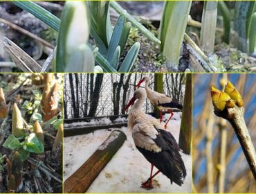 Pomimo srogiej zimy przyroda budzi się do życia. W powiecie mrągowskim mają już boćka, a w płockim mamy przebiśniegi, żonkile… [FOTO]