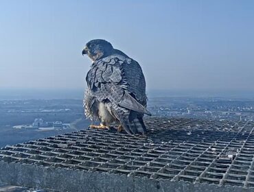 Płockie sokoły będą miały potomstwo. Pod czujnym okiem kamery Werwa złożyła pierwsze jajo [FOTO]