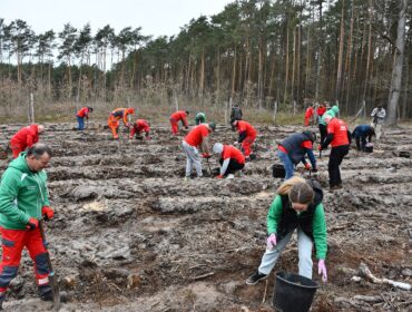 Pracownicy Orlenu posadzili w podpłockiej gminie sosnowy las. Nie pierwszy raz koncern angażuje się w odnowę drzewostanu [FOTO]
