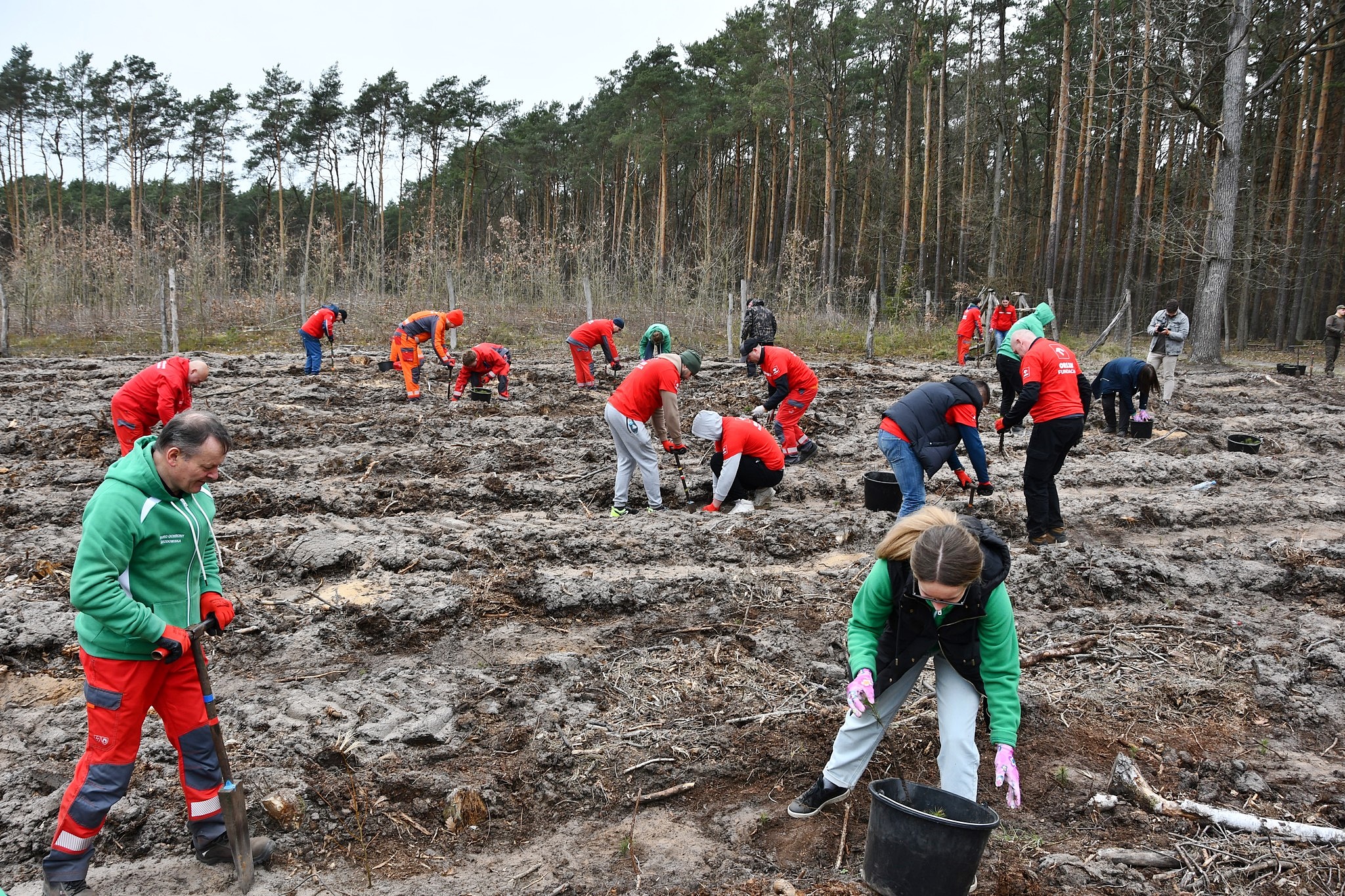 Pracownicy Orlenu posadzili w podpłockiej gminie sosnowy las. Nie pierwszy raz koncern angażuje się w odnowę drzewostanu [FOTO]