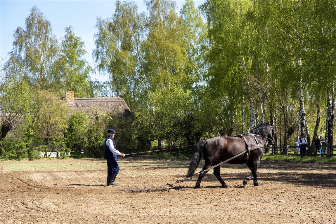 Majówka w sierpeckim skansenie to cały szereg super imprez. Gotowanie na polanie, kiermasz, pokazy… [PROGRAM]