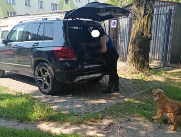 Dwa psy w nagrzanym samochodzie na płockim osiedlu. Sprawa trafiła na policję. Interwencja strażników miejskich