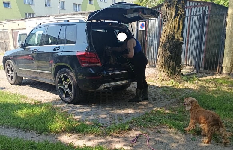 Dwa psy w nagrzanym samochodzie na płockim osiedlu. Sprawa trafiła na policję. Interwencja strażników miejskich