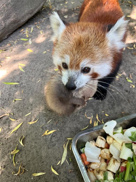 Para pand z płockiego zoo udowodniała, iż jest… na medal. Ponownie zostali rodzicami. Tym razem mają dwójkę maluchów [FOTO]