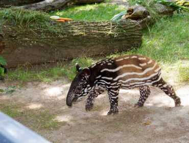 W płockim ogrodzie zoologicznym na świat przyszedł tapir malajski. To ogromny sukces! [FOTO]