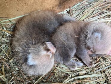 Pandy z płockiego zoo udowodniały, że są… na medal. Para ponownie została rodzicami. Tym razem mają dwójkę maluchów [FOTO]
