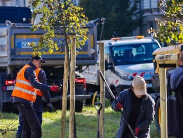 Na płockich osiedlach przybędzie nowych drzew. Efekt kolejnej edycji akcji „Zapuść korzenie w Płocku”