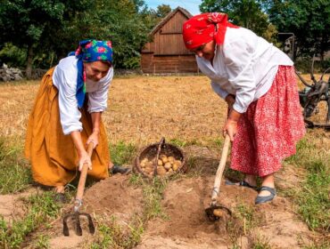 Na progu jesieni czas na wykopywanie ziemniaków. Jak to robiono kiedyś? „Wykopki w skansenie” są okazją, aby to sprawdzić…