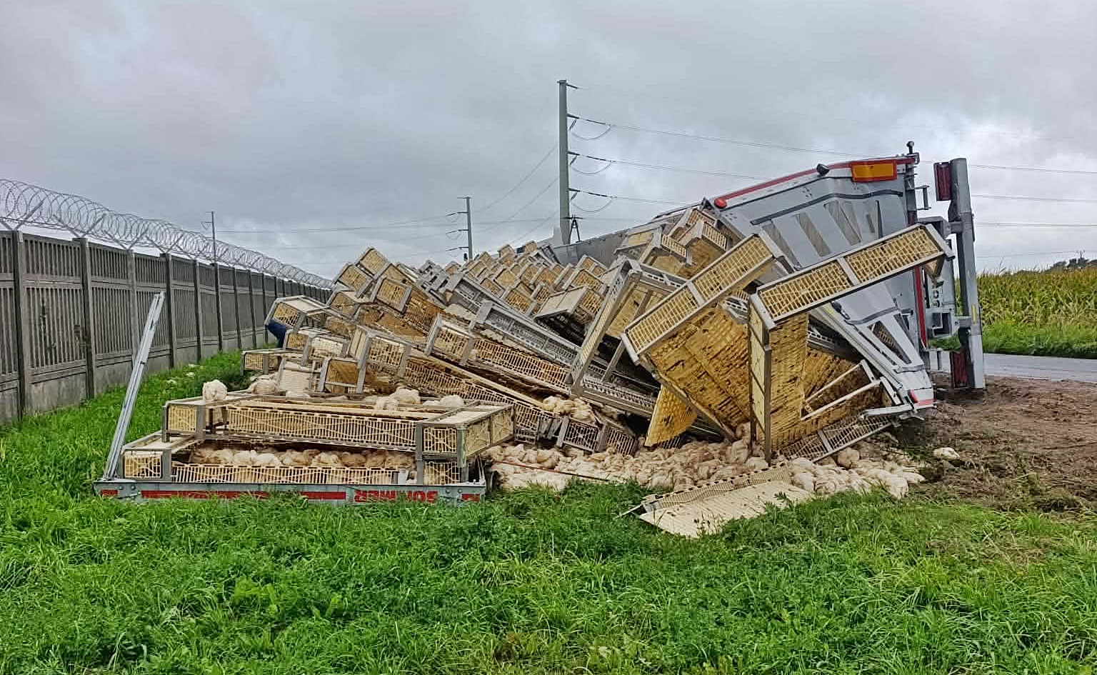 Wypadek ciężarówki przewożącej kurczaki. Kierowca trafił do szpitala. Droga w Nowym Trzepowie (pow. płocki) zablokowana! [FOTO]
